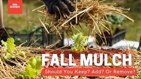 Should You Remove Mulch In The Fall? The Benefits Of Removing Mulch. & The Benefits Of Leaving Mulch
