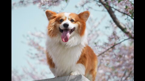 PROOF that corgis are the best (SHOCKING) (VIDEO)