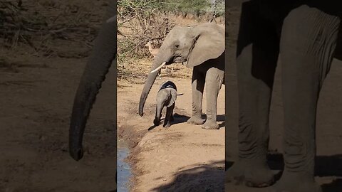 Baby Elephant falls into the watering hole #elephant #wildlife