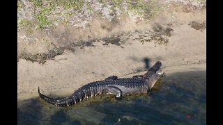 Florida Gator Chomp