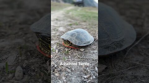 #paintedturtle #turtle #montana #wildernessliving