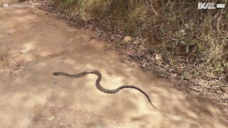 A diferença enorme entre duas cobras