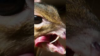 Chevrotain the Mouse Deer #pawsclawsjaws #animalshorts