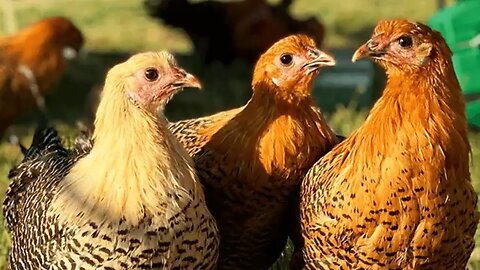 Deathlayer Chickens|Westfälischer Totleger| an egg production factory|Rare German chicken breeds