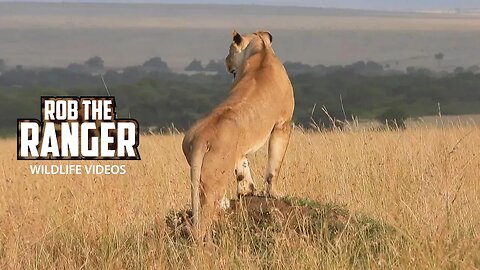 Lion Pride Moving In The Late Afternoon Sun | Maasai Mara Safari | Zebra Plains