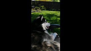 Watch how this husky deals with the hot weather