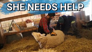 New Lamb | Big Momma Needed Our Help | Visit From A Coyote | Farmvlog