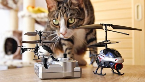 Frisky Felines Take Down A Miniature Remote Control Helicopter