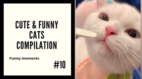 Cute and Funny Cats #10 - Moments Compilation