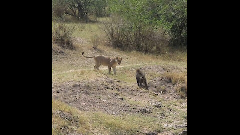 Lion vs. Brave Baboon Fight-West Serengeti Safari