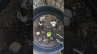 Mushroom Invasion #garden