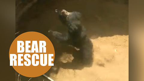 Shocking footage shows sloth bear being rescued from a dry well