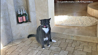 Water-loving Cat Enjoys A Drink In The Shower