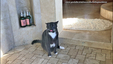Water-loving Cat Enjoys A Drink In The Shower