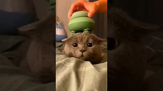 Cat Massager