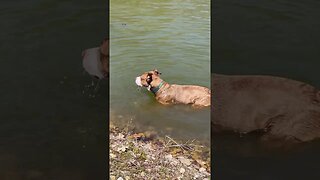 Puppy bites lake.