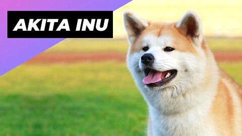 Akita Inu 🐶 One Of The Best Cold-Weather Dog Breeds #shorts