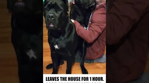 Are Your Dog's This Clingy #shorts #funny #viral