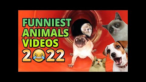 Funniest Animals Videos - Best Cute Cats😹 and Crazy Dogs🐶 Videos 2022! | FUNNY ANIMALS' SOCIETY