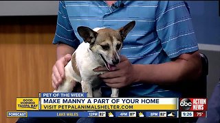 Pet of the week: Manny is a sweet 2-year-old Corgi mix with amazing brown eyes