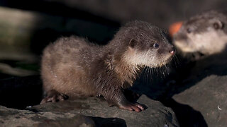 Baby Otters Have First Swimming Lessons
