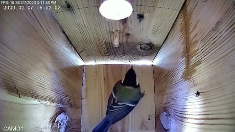 Great tit adventures - First attempt to build a nest?