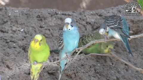 Budgerigar several perched looking around colorful