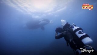 Secrets of the Whales | Morning Blend