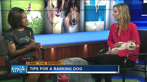 Ask the Expert: Tips for barking dogs