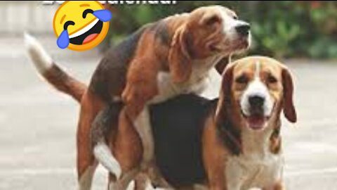 Cute dogs playing , Try not to laugh must funny dogs videos