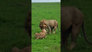 Finishing Breakfast? #Wildlife | #ShortsAfrica