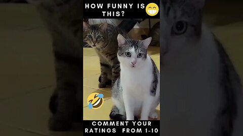 Funny Cats Video Compilation pt14 😂😂😂....... #shorts
