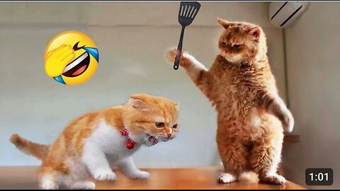 ,🤣🤣🤣🤣🤣🤣 funny Animal Video