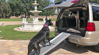 Excited Great Danes Run Jump And Ramp Up Into The SUV