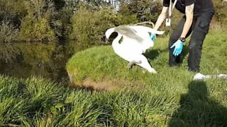 Swan rescued from fishing line