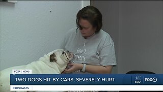 Two dogs hit by cars and severely injured saved by local rescue