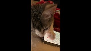 Cute kitten attacks and eats cellphone
