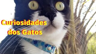 Curiosidades dos gatos que você precisa saber - Gato Bartolomeu Tunico
