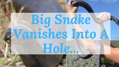 Watch How Quickly A Big Snake Vanishes Into A Hole
