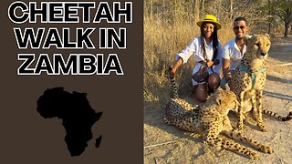 I Walked a Wild Cheetah In Africa | Lusaka, Zambia