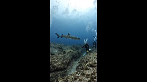we played with white tip reef sharks..!