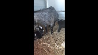 Baby Goats Born 07/05/21