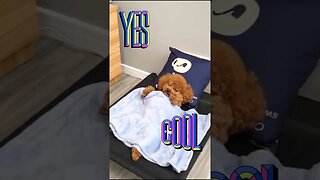 Cute puppy sleeping covered with blanket.... #shorts #viral #funny #puppy