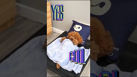 Cute puppy sleeping covered with blanket.... #shorts #viral #funny #puppy