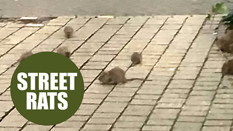 Horrified mother films hoard of rats scurrying around a busy city centre in broad daylight