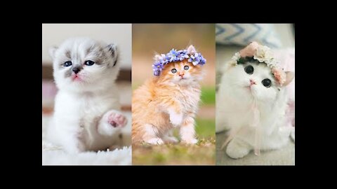 DingDon! Cute & Funny Cat Videos To Keep You Smiling