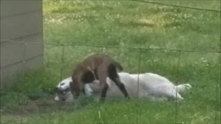 Dog and baby goat share incredible animal friendship