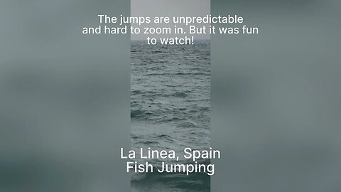 Tuna Jumping off the Shore at La Linea Spain