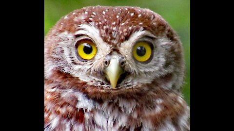 Pearl S.Owl Gizmo being curios