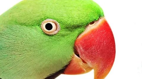 PARROT Masti